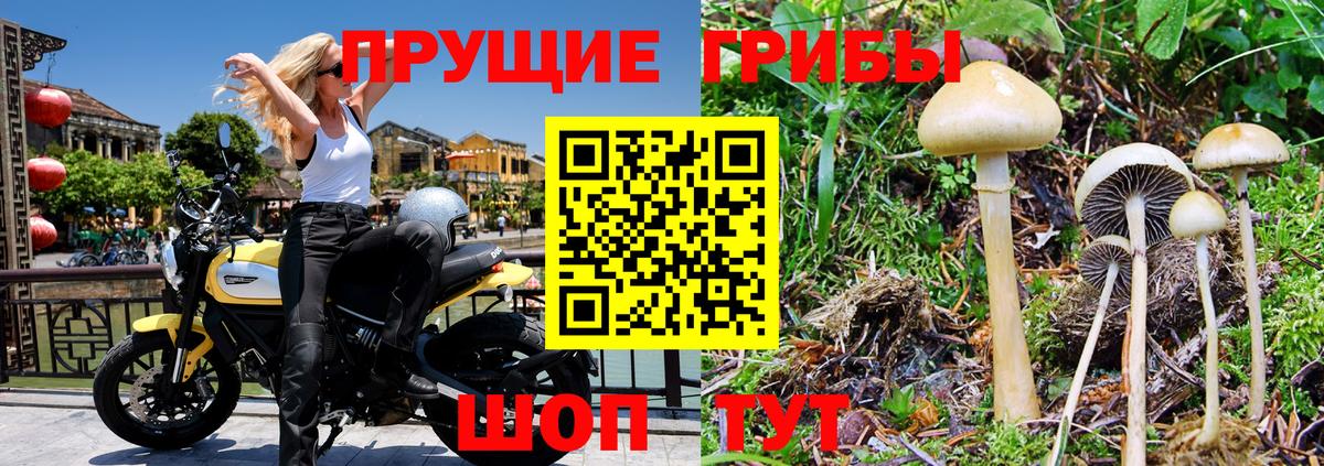 Псилоцибиновые грибы Psilocybine cubensis Шадринск